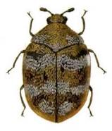 Carpet Beetle