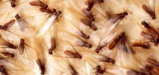 termites