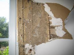 termites in sheetrock